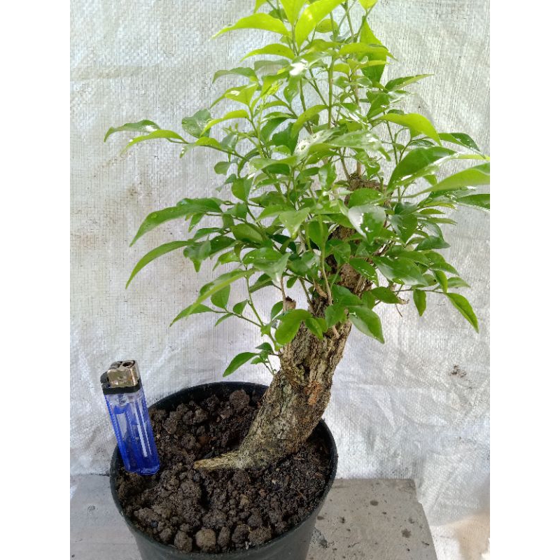 FLOWER DAY | Bahan bonsai Kemuning lokal / Kemuning Jawa istimewa realpic