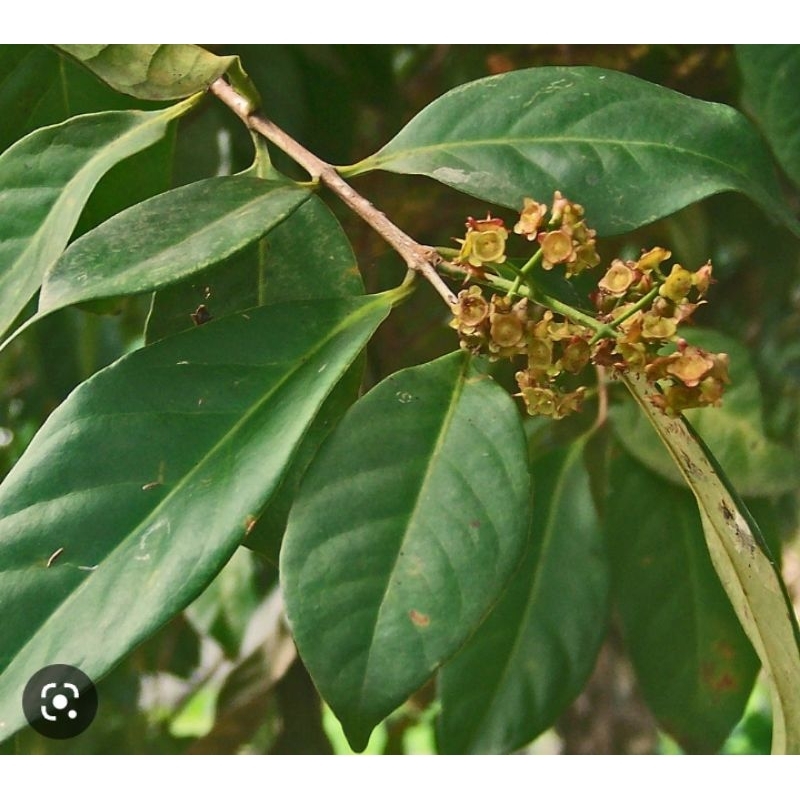 

KIRIM INSTAN Daun Salam baru petik dari pohon