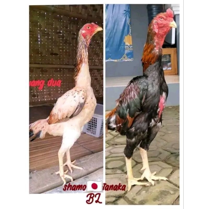 harga promo telur tetas ayam shamo super