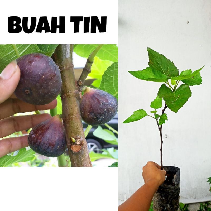 BIBIT BUAH TIN / BUAH ARA