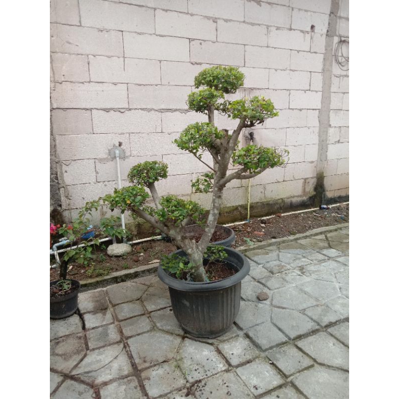 bonsai serut jumbo taman