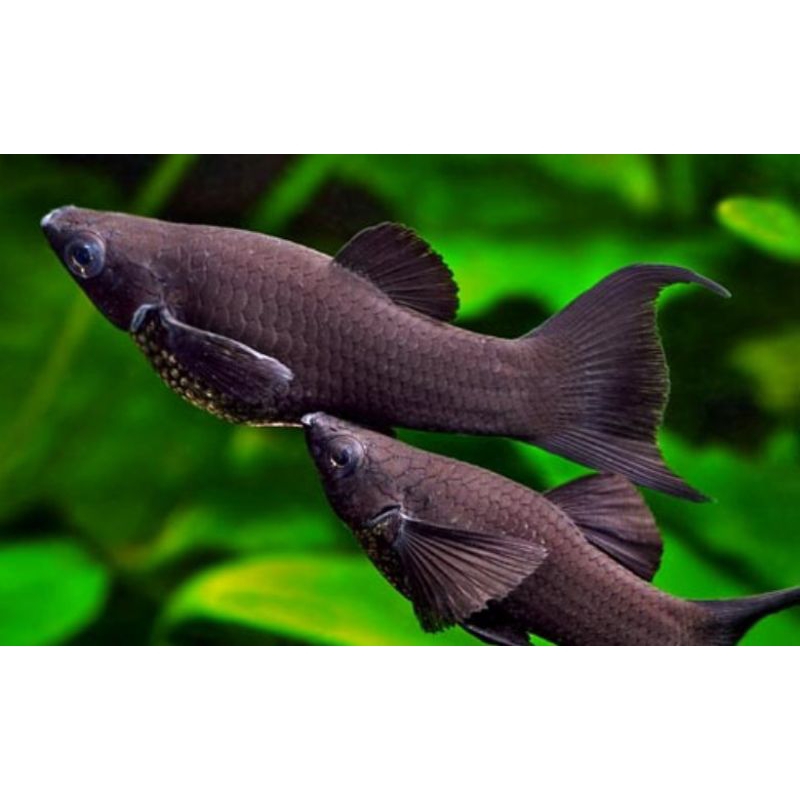

Black Molly / 10 pcs