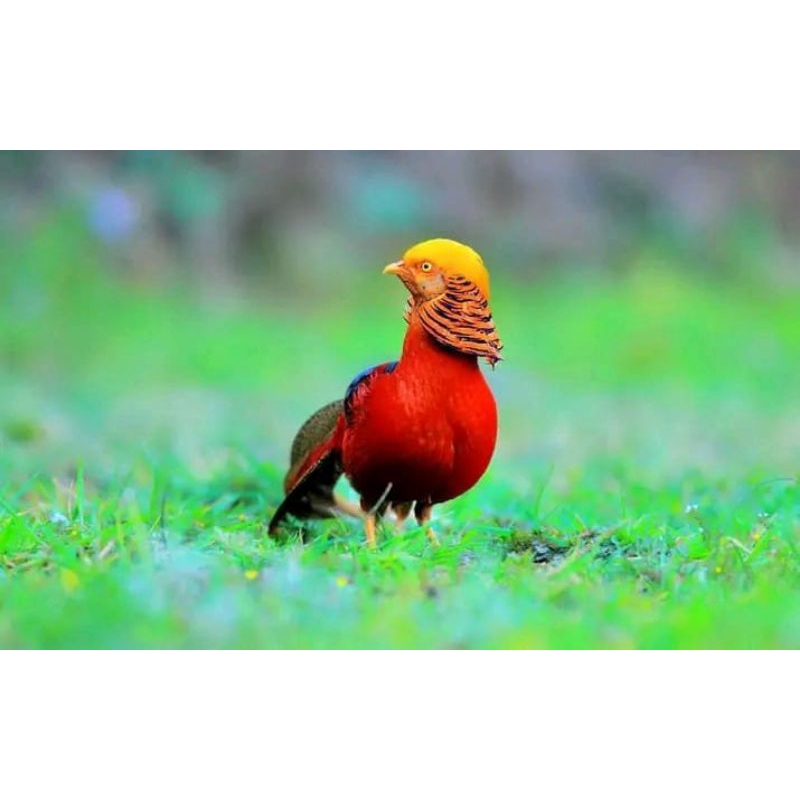 TELUR AYAM HIAS GOLDEN PHEASANT UNTUK DITETASKAN