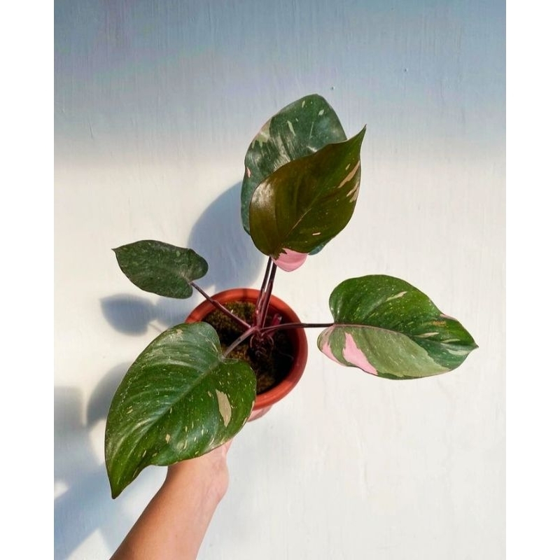 Tanaman Hias  Philodendron Pink princes - philodendron pink princes