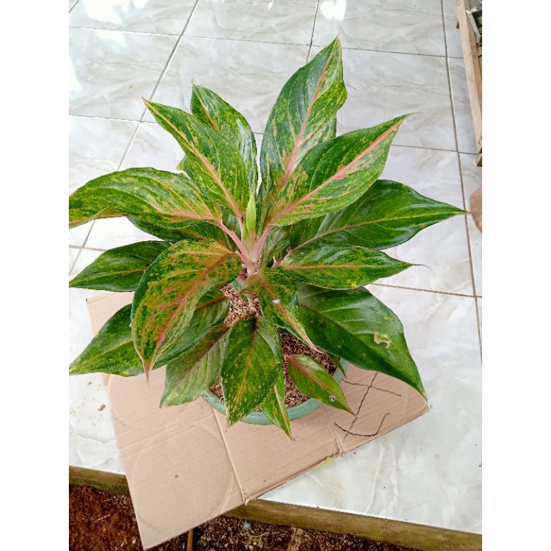 REALPICT TANAMAN AGLONEMA MARGARETHA RUMPUN INDUKAN