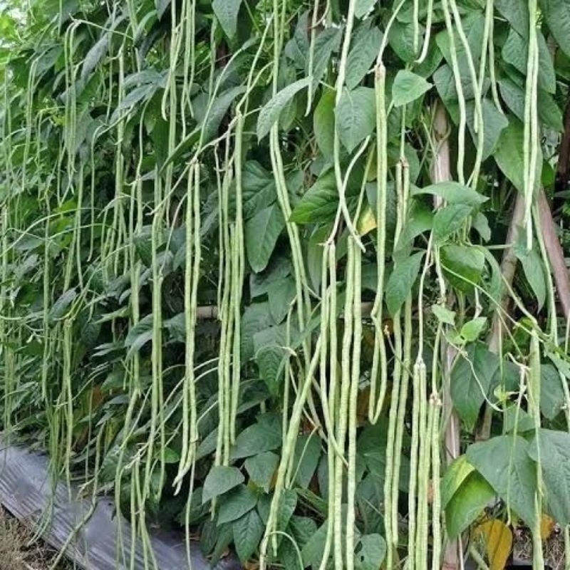 40 BUTIR/BENIH TANAMAN KACANG PANJANG (BIJI MERAH PUTIH)