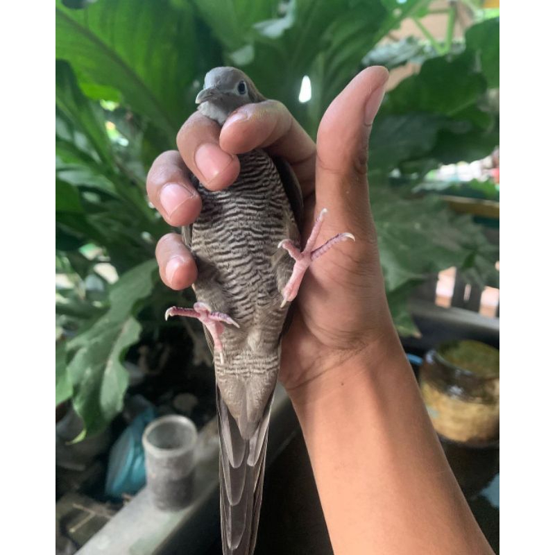 BURUNG PERKUTUT MAJAPAHIT JANTAN SUPER RAWATAN