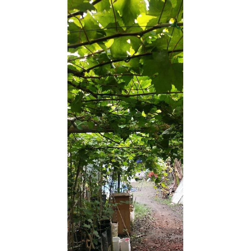 cutting / entres anggur import