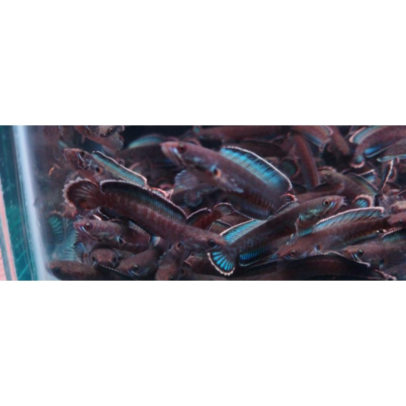 ANDRAO GRADE A++ (4-5 cm)