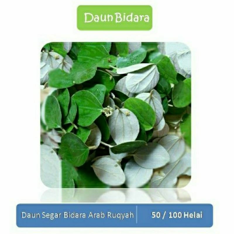

Daun Segar Bidara Arab Sidr untuk Ruqyah