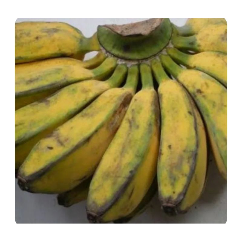 

pisang kepok segar