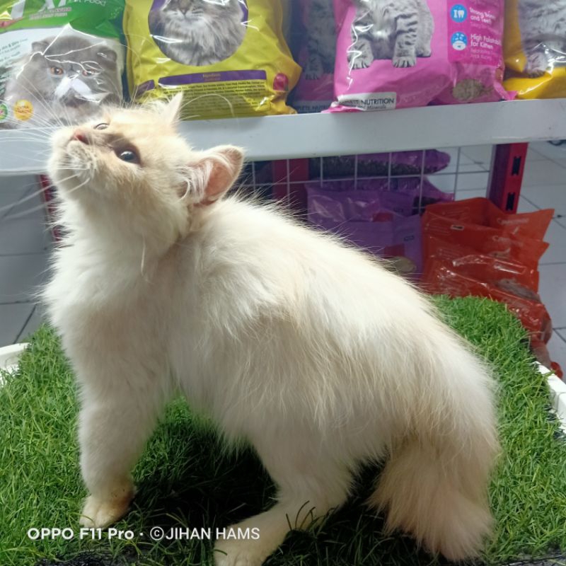kucing persia mix maincoon jantan 3 bulan