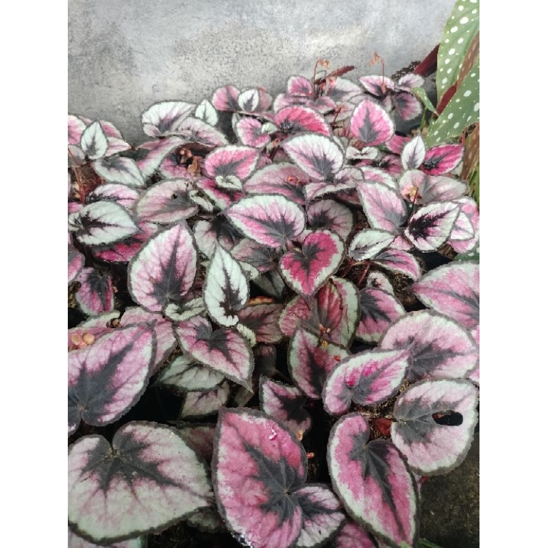 TANAMAN HIAS BEGONIA REX PINK