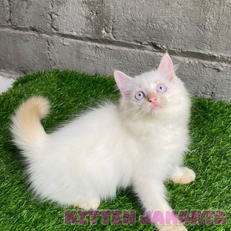 Himalaya Red Point Blue Eyes