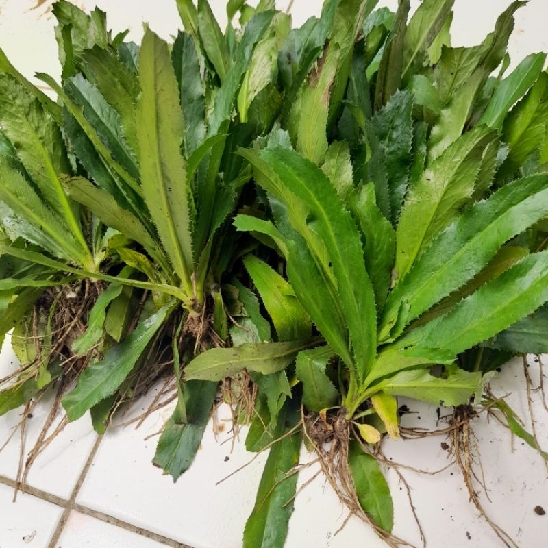 WALANG SANGIT ATOU BIBIT WALANG SANGIT / 30 POHON BIBIT WALANG SANGIT