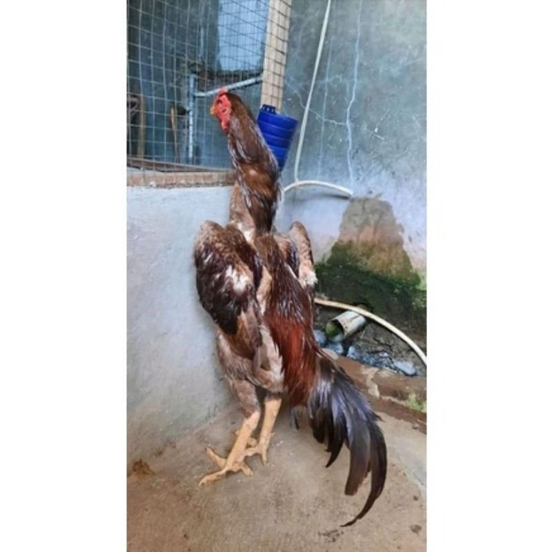 telur tetas ayam shamo original