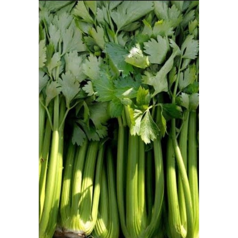 

Daun Bawang + Seledri