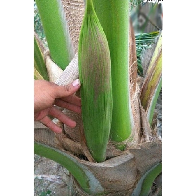 

Bunga kelapa segar Manggar kelapa segar untuk bikin gudeg