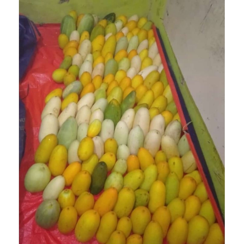 

Timun Suri Per Buah 1Kg