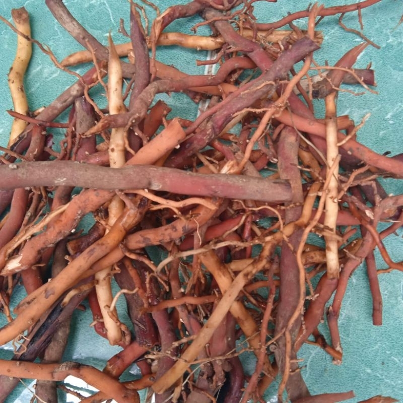 

Akar Pohon Kelapa Segar 500 gram