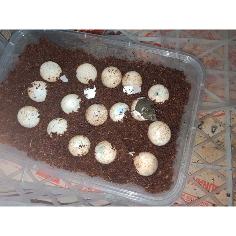 telur bulus siap netas