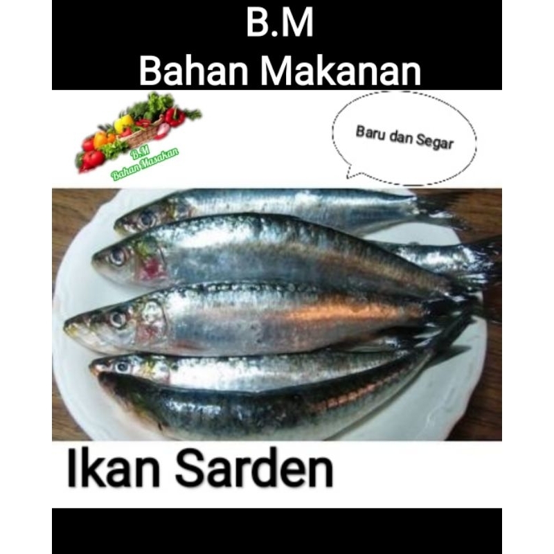 

Ikan Sarden Segar