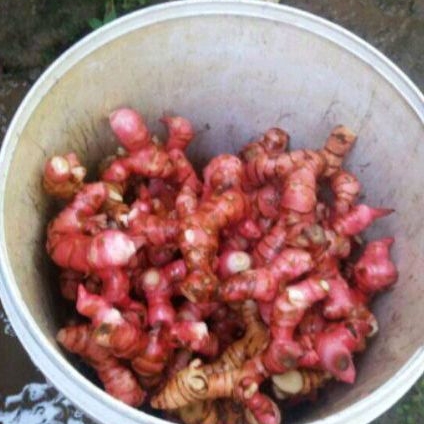 

Umbi Lengkuas merah segar per 1 kg