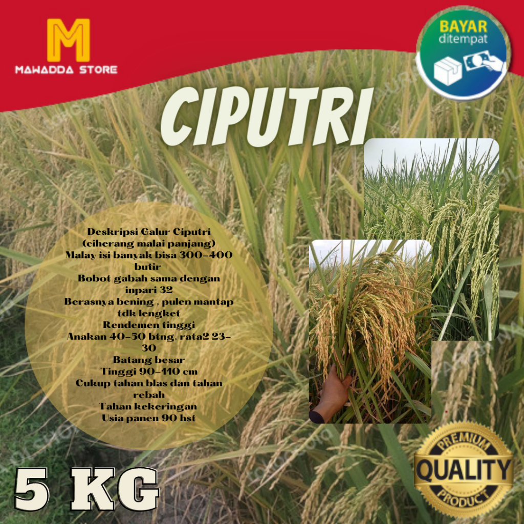 Biji Padi CIPUTRI 5KG Bibit Unggul