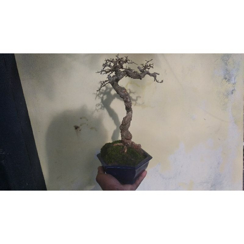 BONSAI SERUT JADI