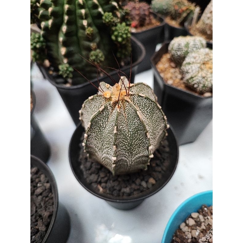 Biji Benih Kaktus Astro Astrophytum Capricorne Capricorn