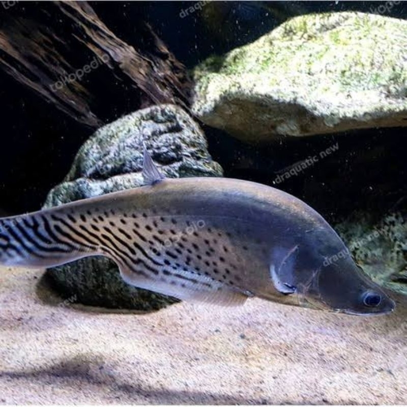 Belida Royal Grade A