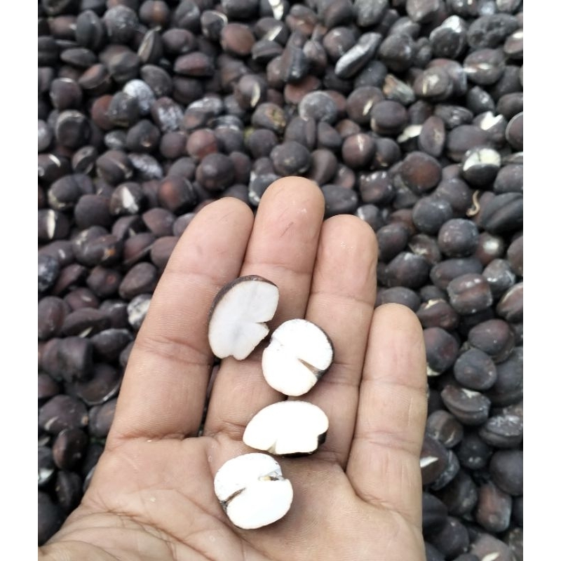 

biji salak pondoh rajang kering berat 750gr