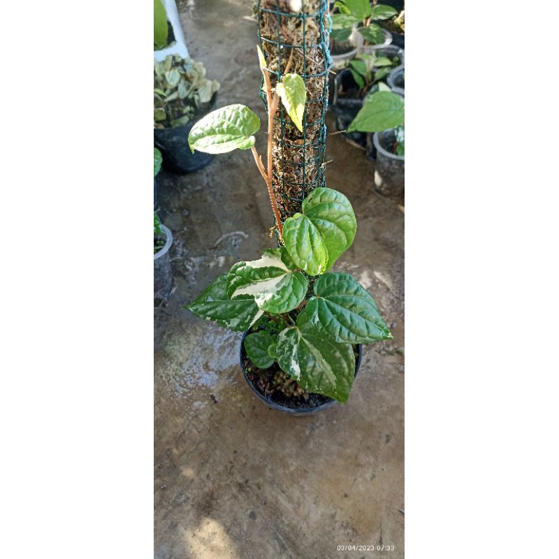 Sirih varigata bibit tanaman hias,tanaman langka,tanaman varigata,tanaman hutan