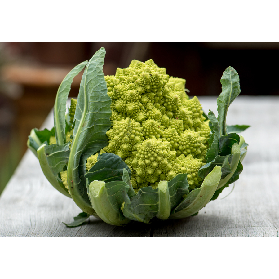 Benih Bibit Biji - Italian Cauliflower Romanesco Ottobrino Seeds - IMPORT