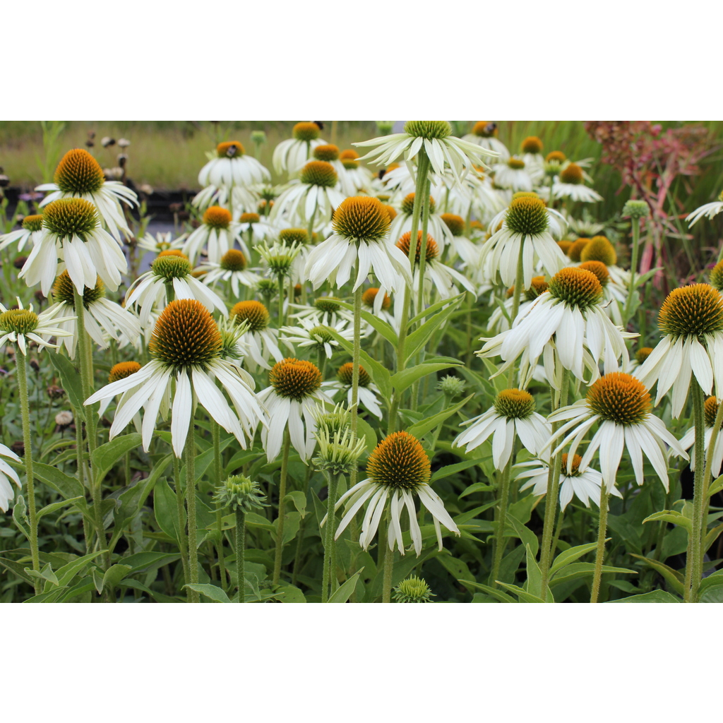 Benih Bibit Biji - Bunga Echinacea Coneflower White Swan Flower Seeds - IMPORT