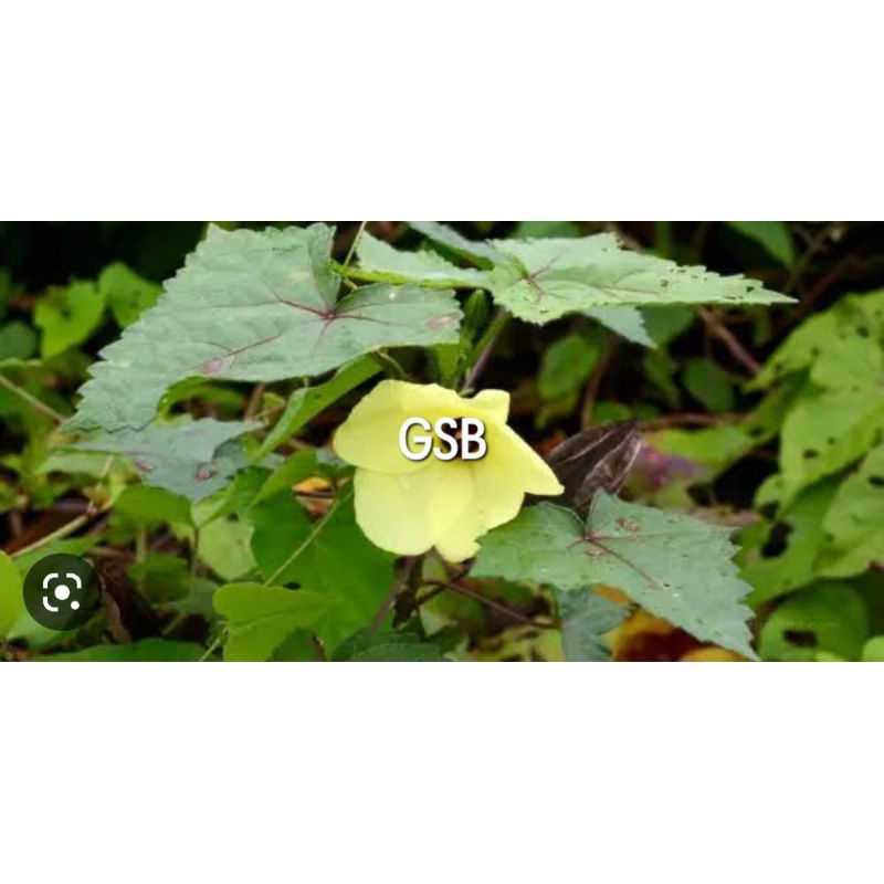 

Daun gandapura atau daun kapasan segar 250 gram