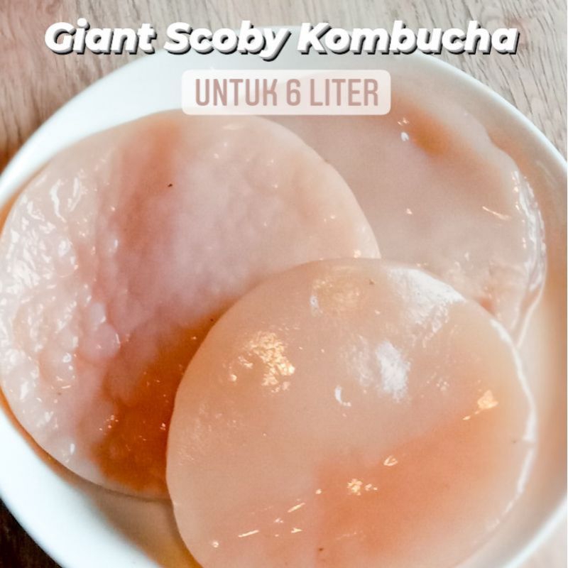 

SCOBY jamur Bibit Starter Kombucha teh Kombu kesehatan tebal Herbal