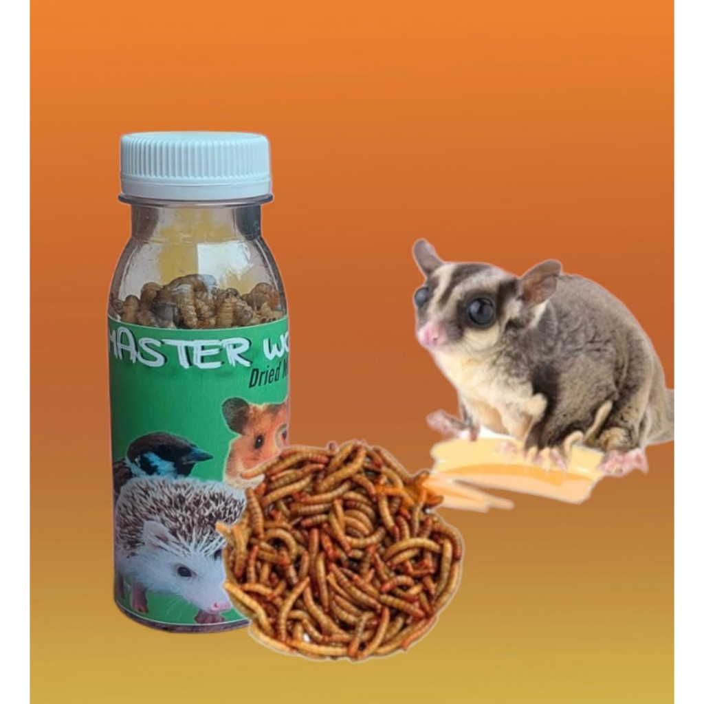 Dried Mealworm Ulat Kering Snack Hamster Sugar