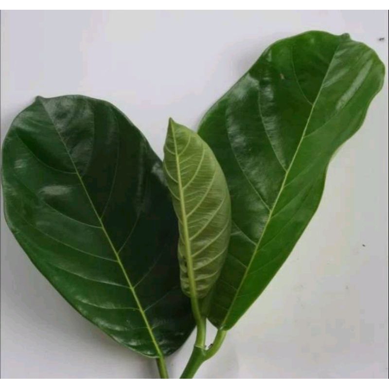 

daun nangka muda segar herbal alami di petik saat di order