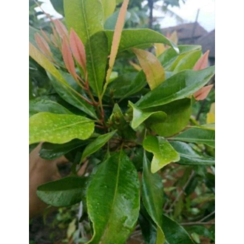 

500 gram daun cengkeh segar readystok siap kirim di petik saat di order