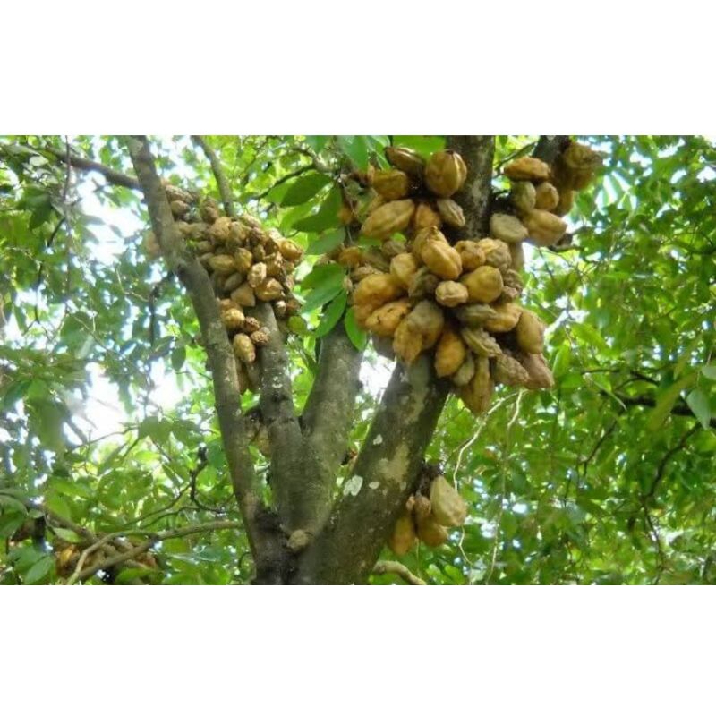 

Buah pukih buah nam nam organik buah langka