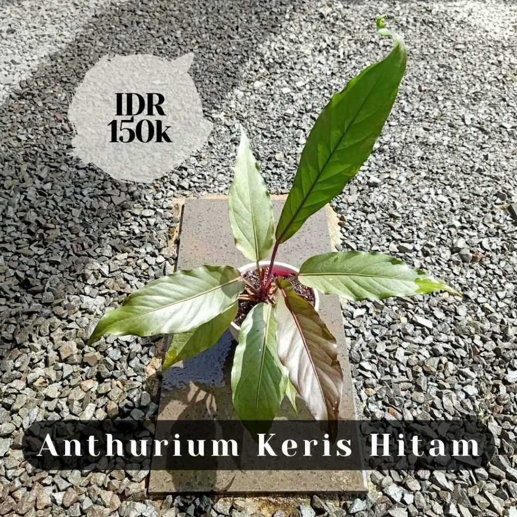 Anthurium Keris Hitam