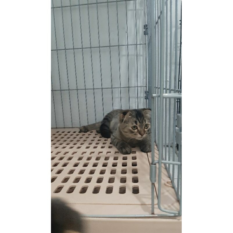 Kucing Fold/persia/himalaya/bengal/munchkin/anggora