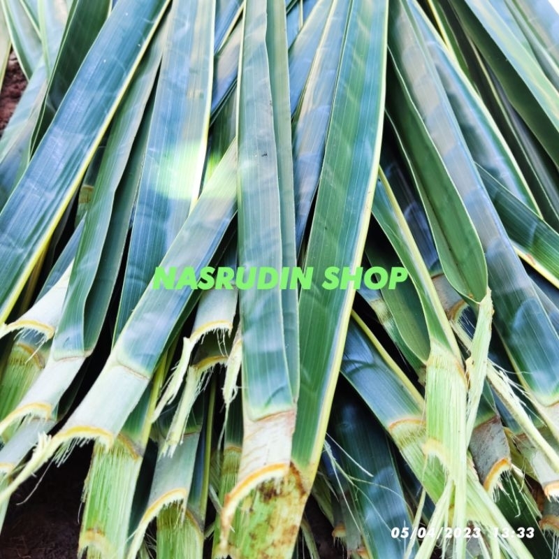 

DAUN KELAPA TUA 1KG SEGAR LANGSUNG PETIK