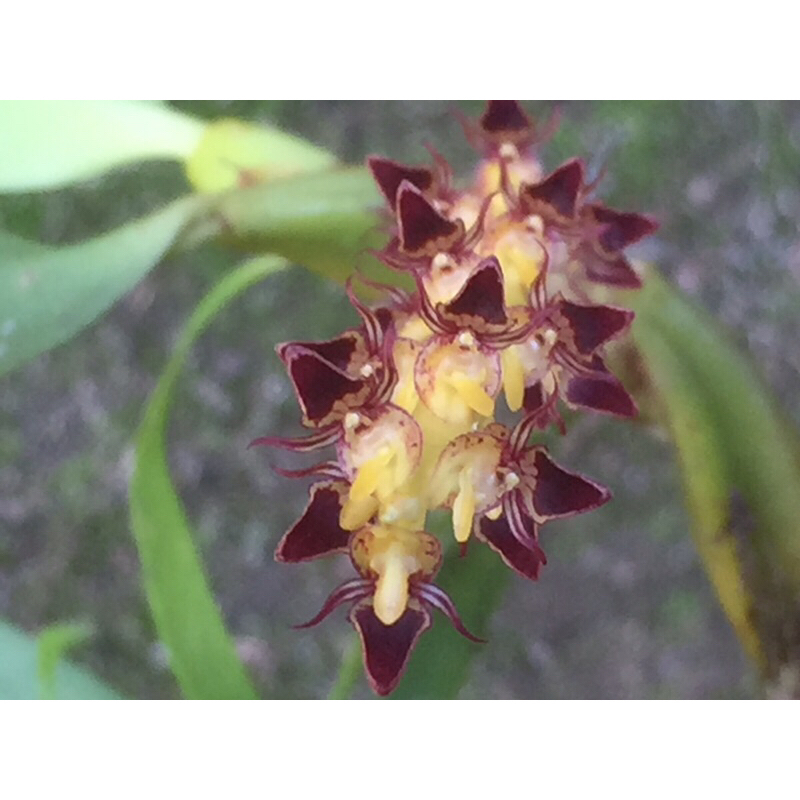 Bulbophyllum sp.sulawesi section efferatum