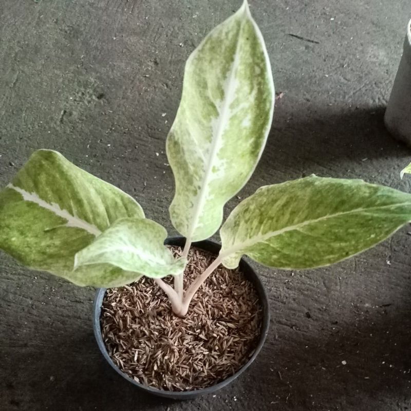 Tanaman hias aglonema white striptis