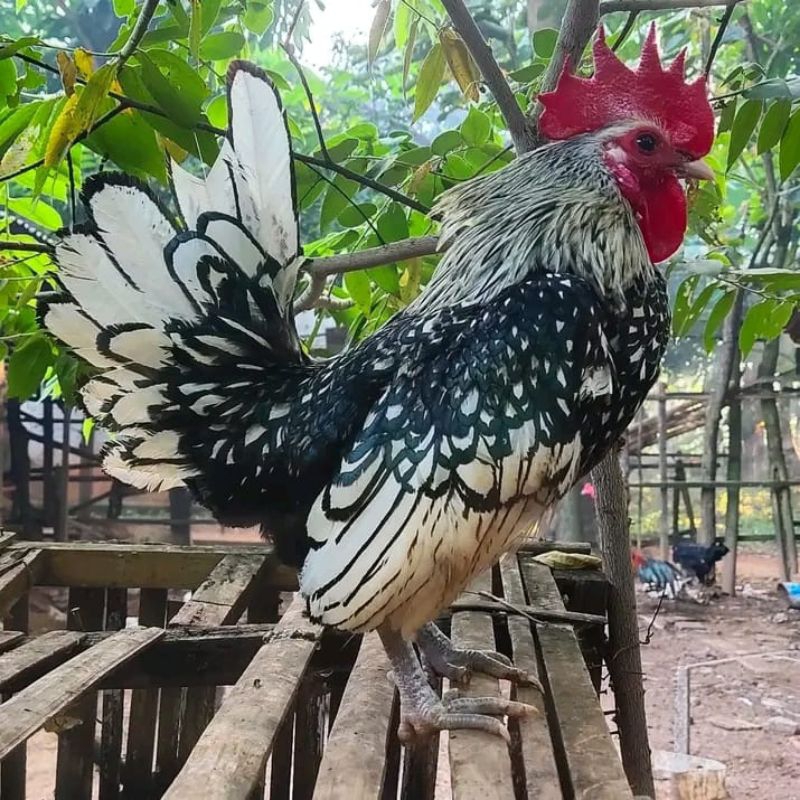 TELUR AYAM HIAS BATIK ITALY UNTUK DITETASKAN