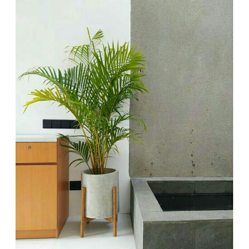 PALM KUNING TINGGI 1 METER - TANAMAN PALEM KUNING