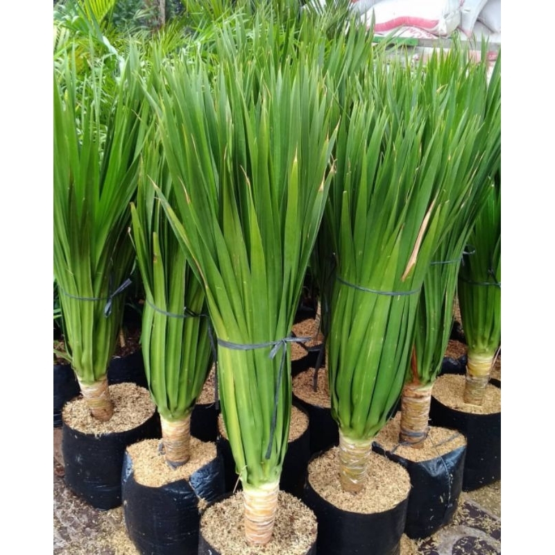 [BISA COD] tanaman pandan bali tanaman hias pandan bali bibit tanaman pandan bali tanaman minimalis