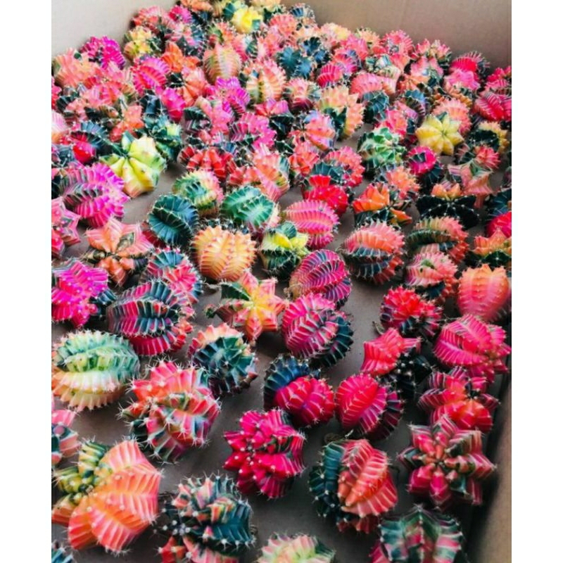 MIHA VARIEGATA / KAKTUS IMPORT / KAKTUS WARNAWARNI / GYMNO IMPORT